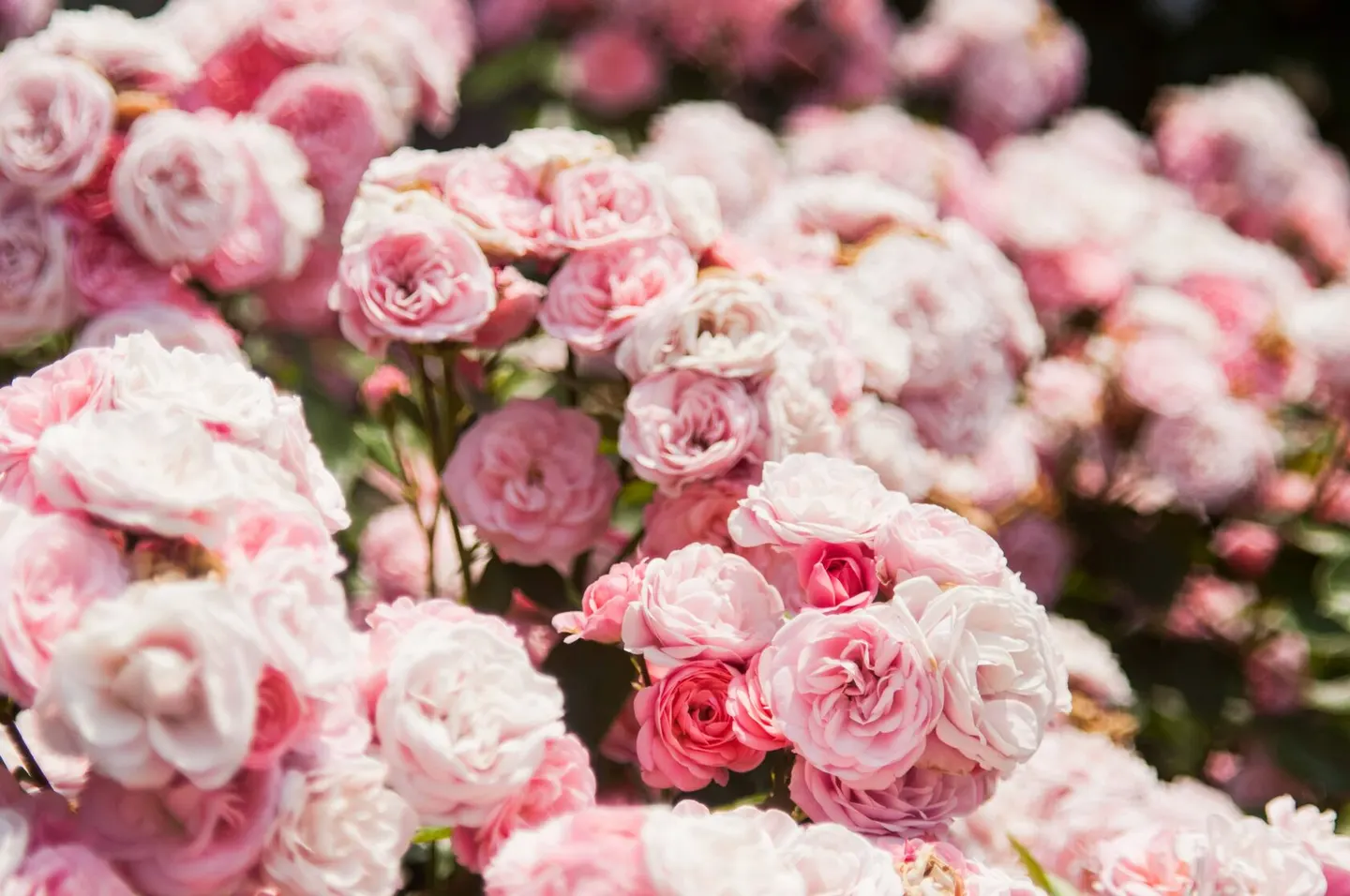 Roses