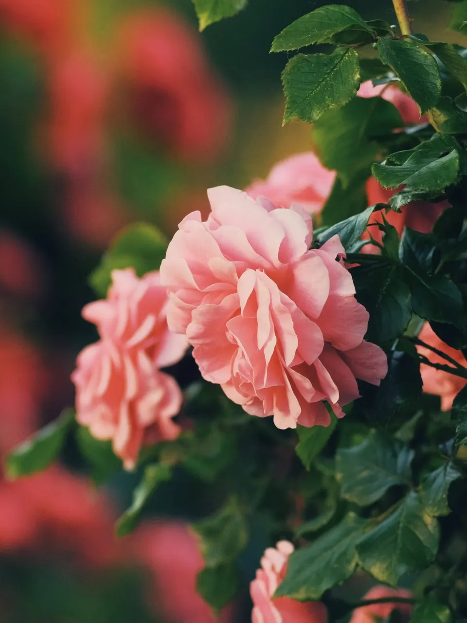 Rose bush