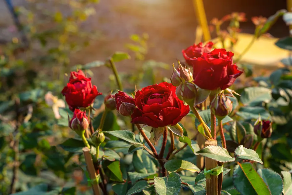 red-rose-flower-bloo.jpg