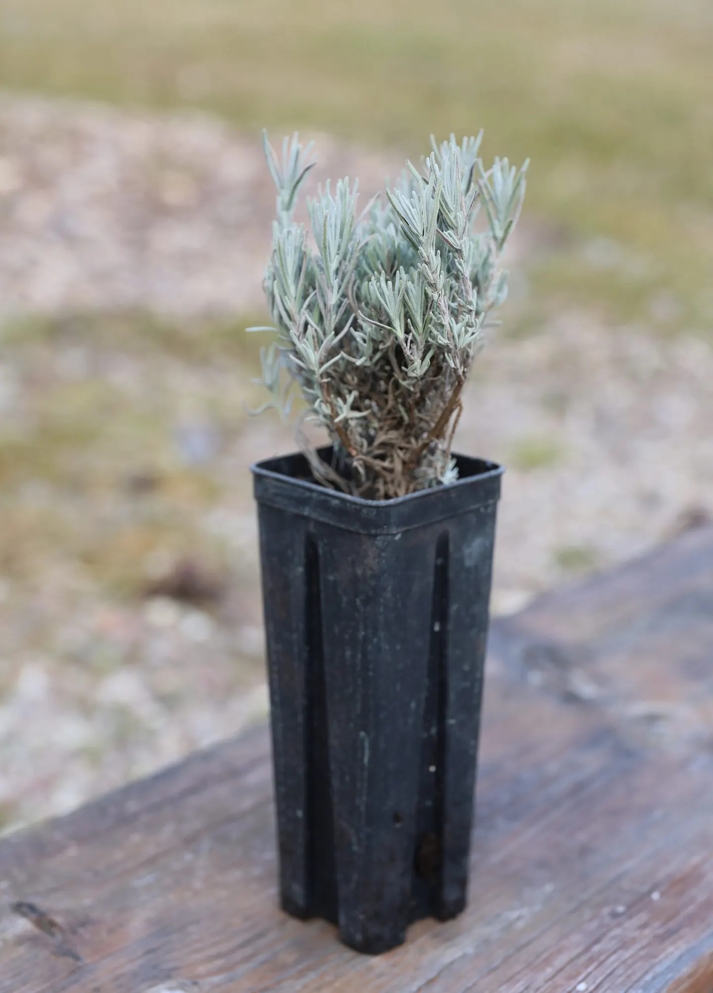 Lavandula angustifolia (Šaurlapu lavanda)