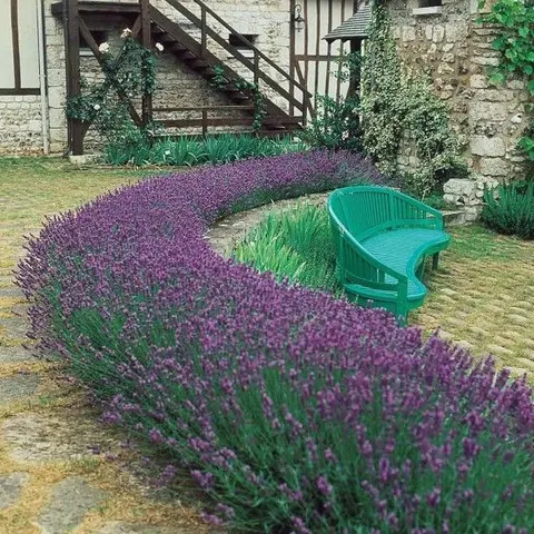 Lavandula latifolia (Platlapu lavanda)