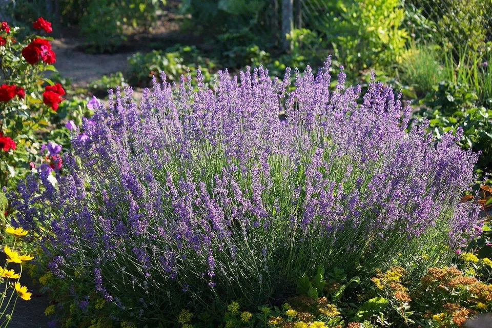 Lavandula angustifolia (Šaurlapu lavanda)