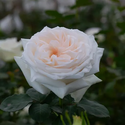 Lilija