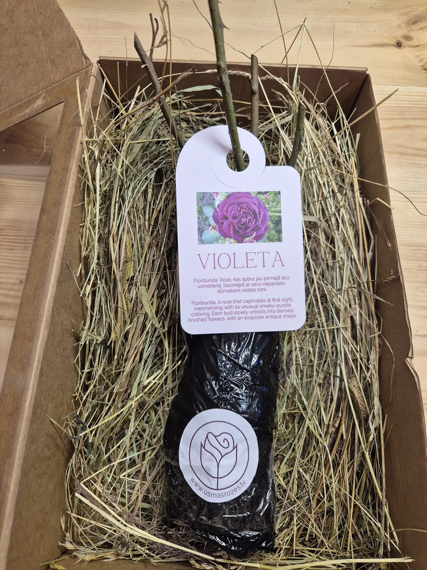 Violeta