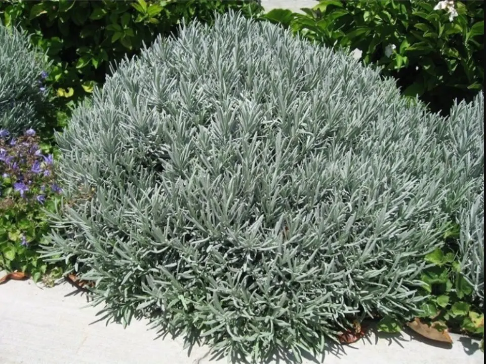 Lavandula latifolia (Platlapu lavanda)