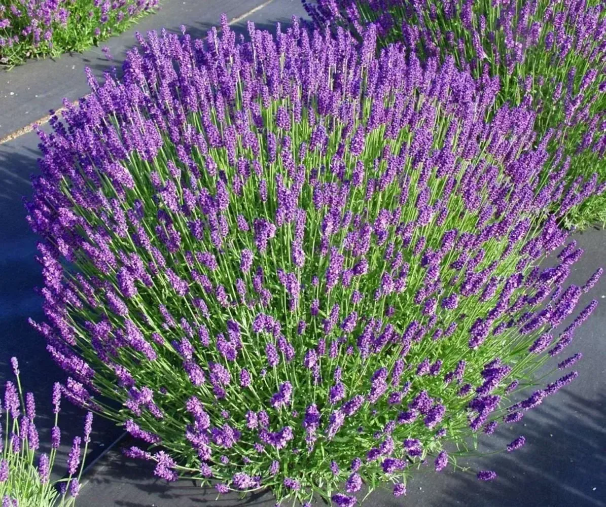 Lavandula latifolia