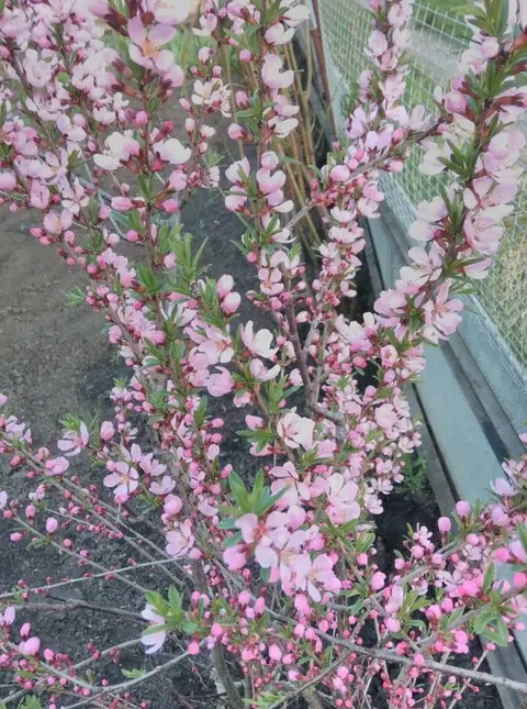 Almond