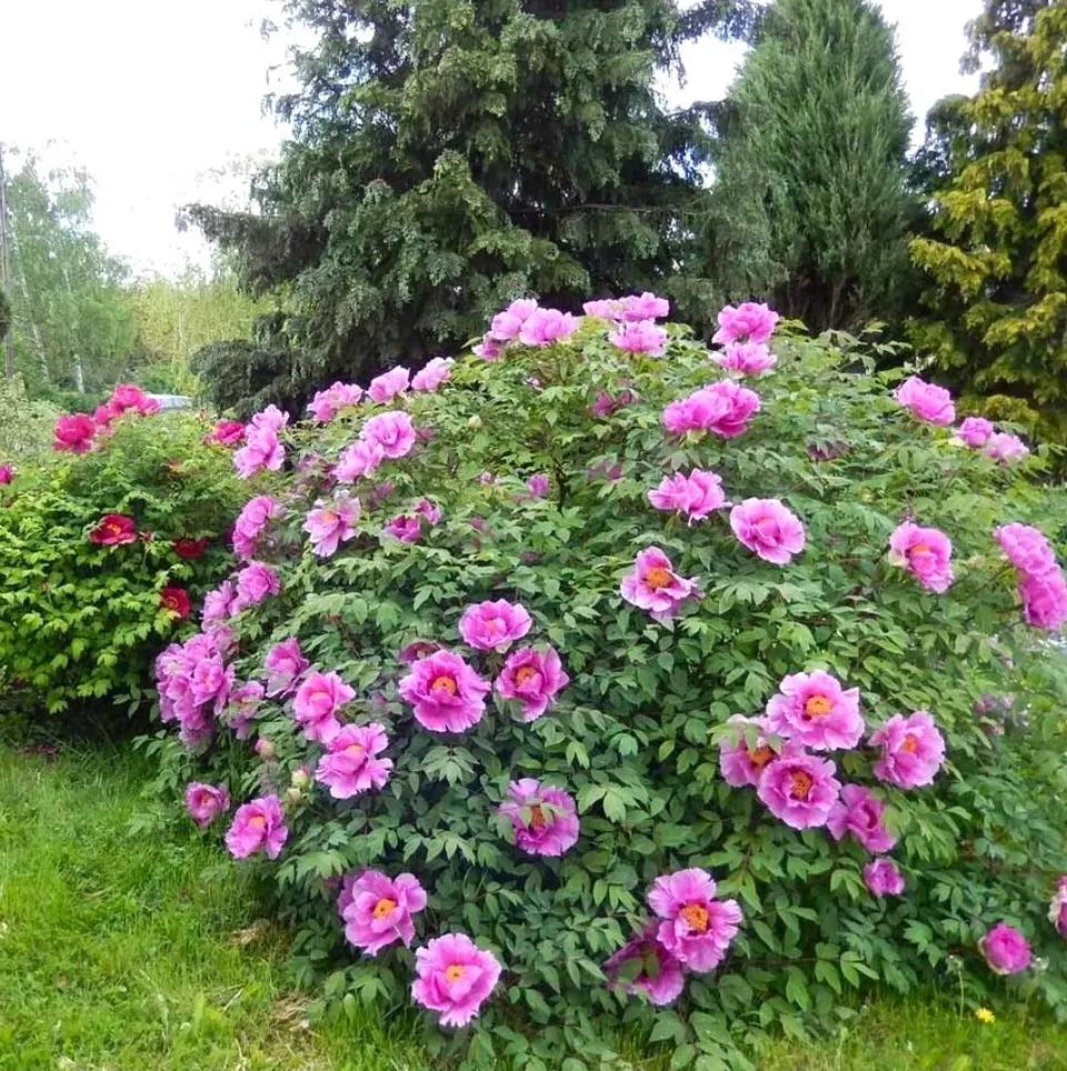 Tree Peony (Kokveida peonija-krāsu klāsts)