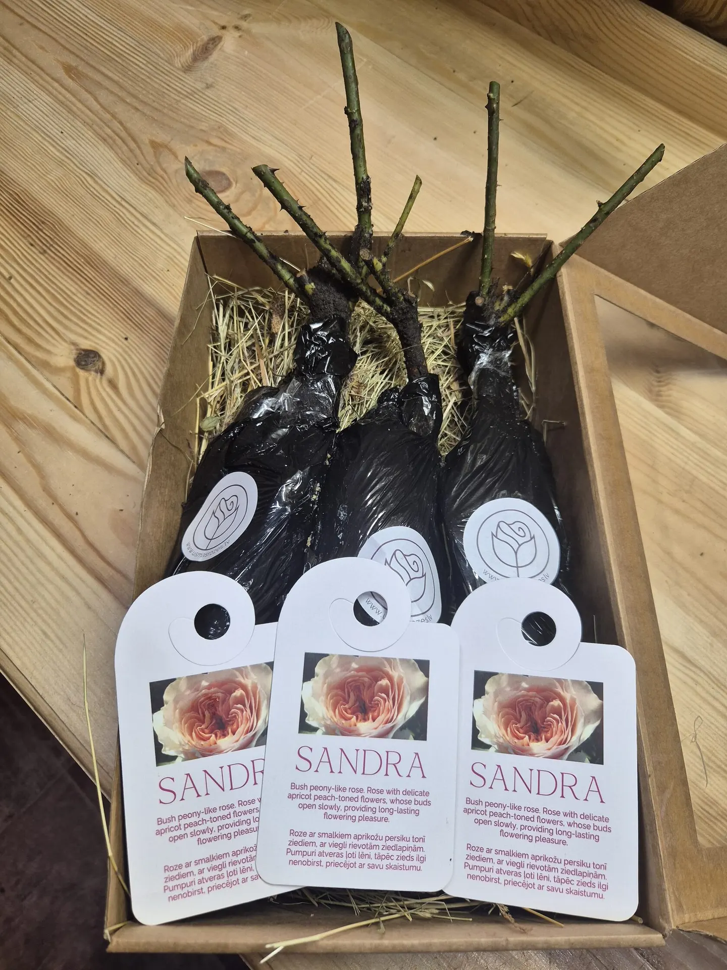 Sandra