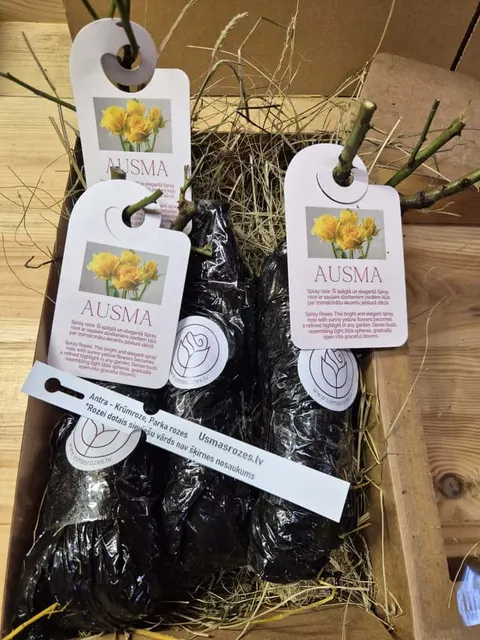 Ausma