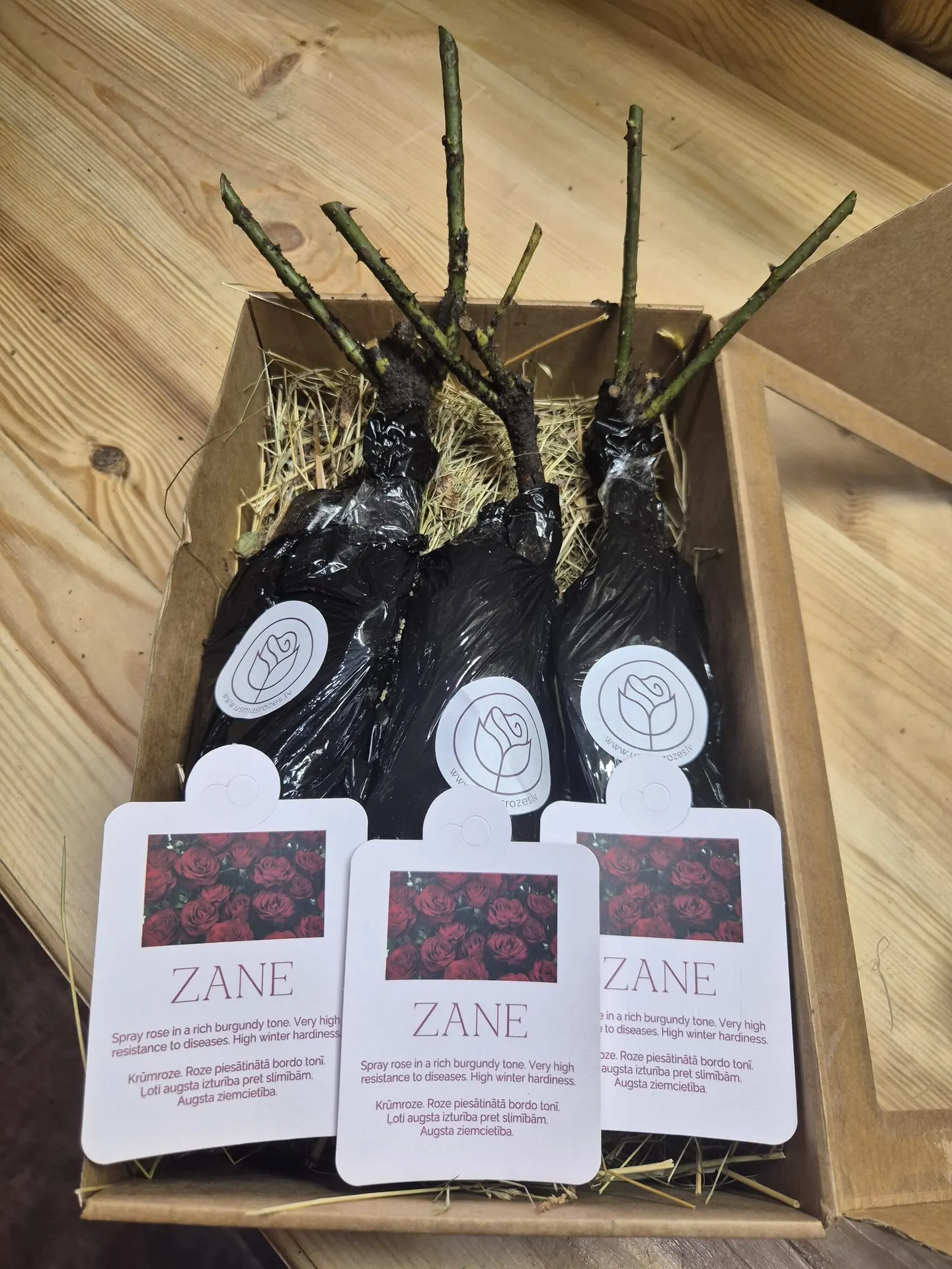 Zane