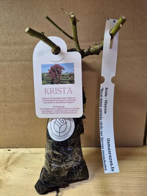 Krista
