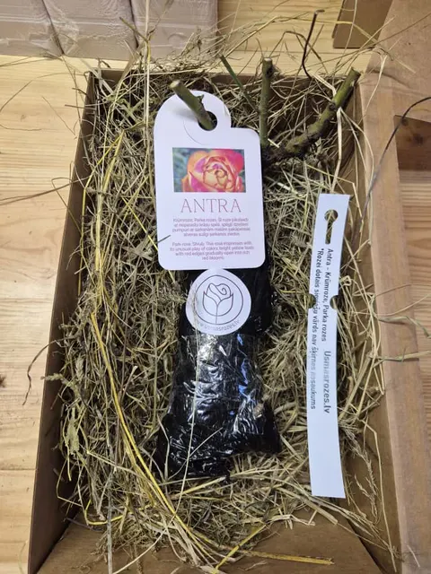 Antra
