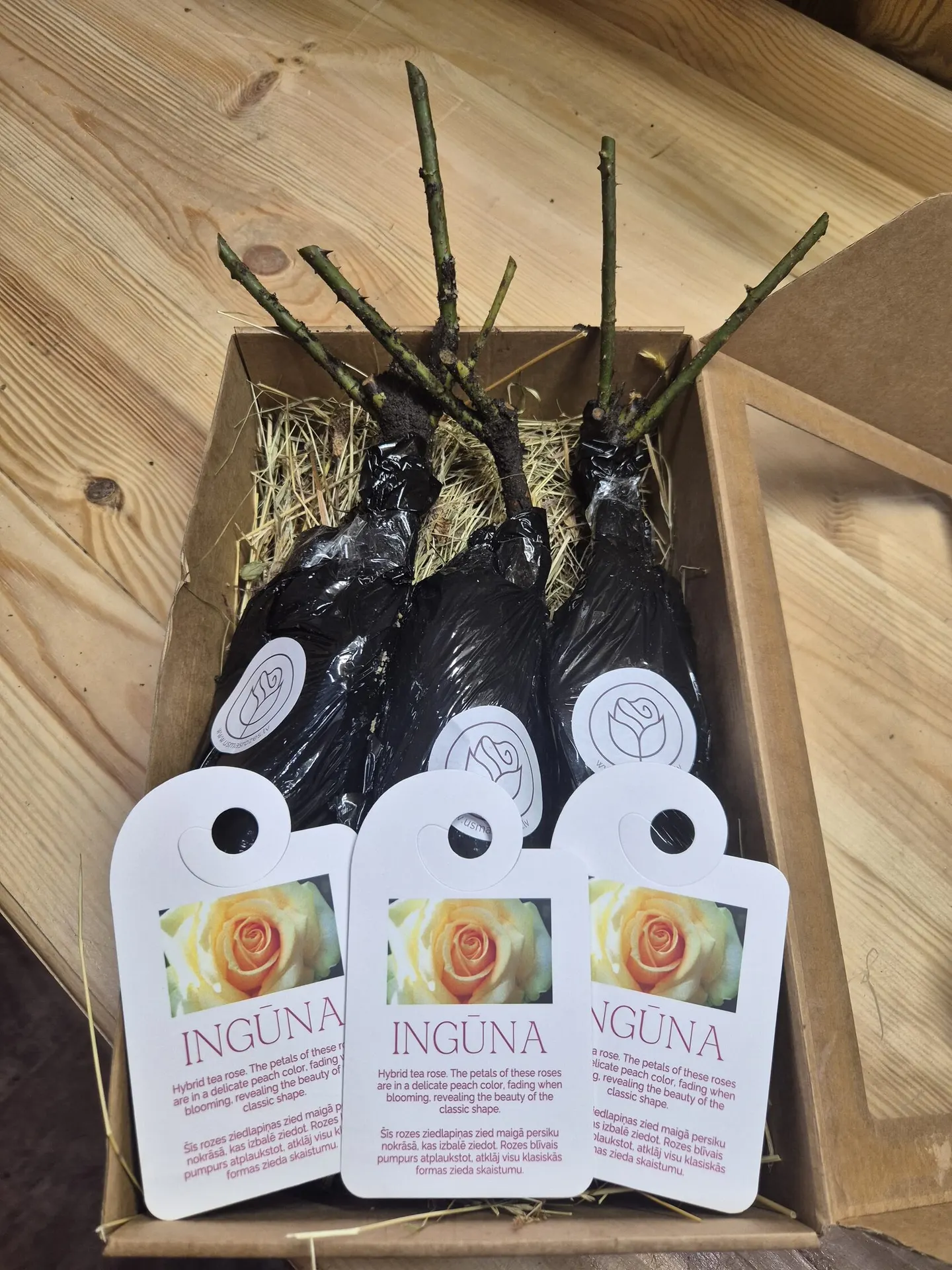 Ingūna