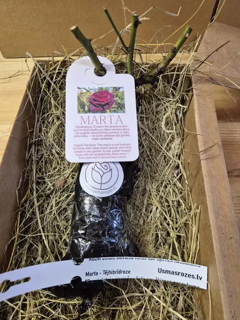 Marta