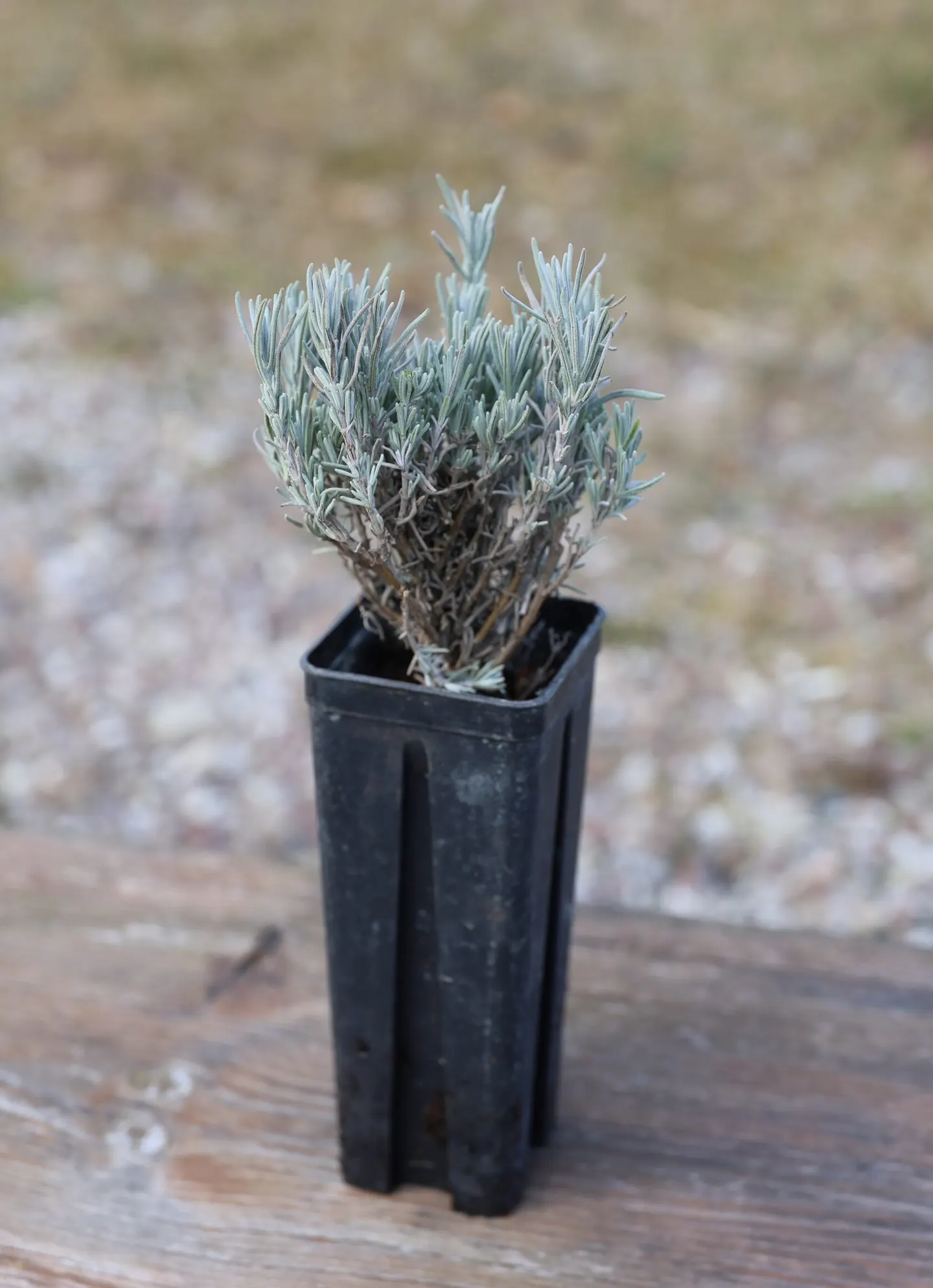 Lavandula latifolia (Platlapu lavanda)