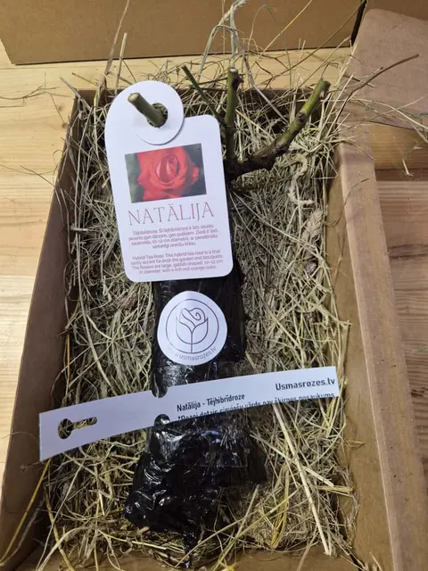 Natālija