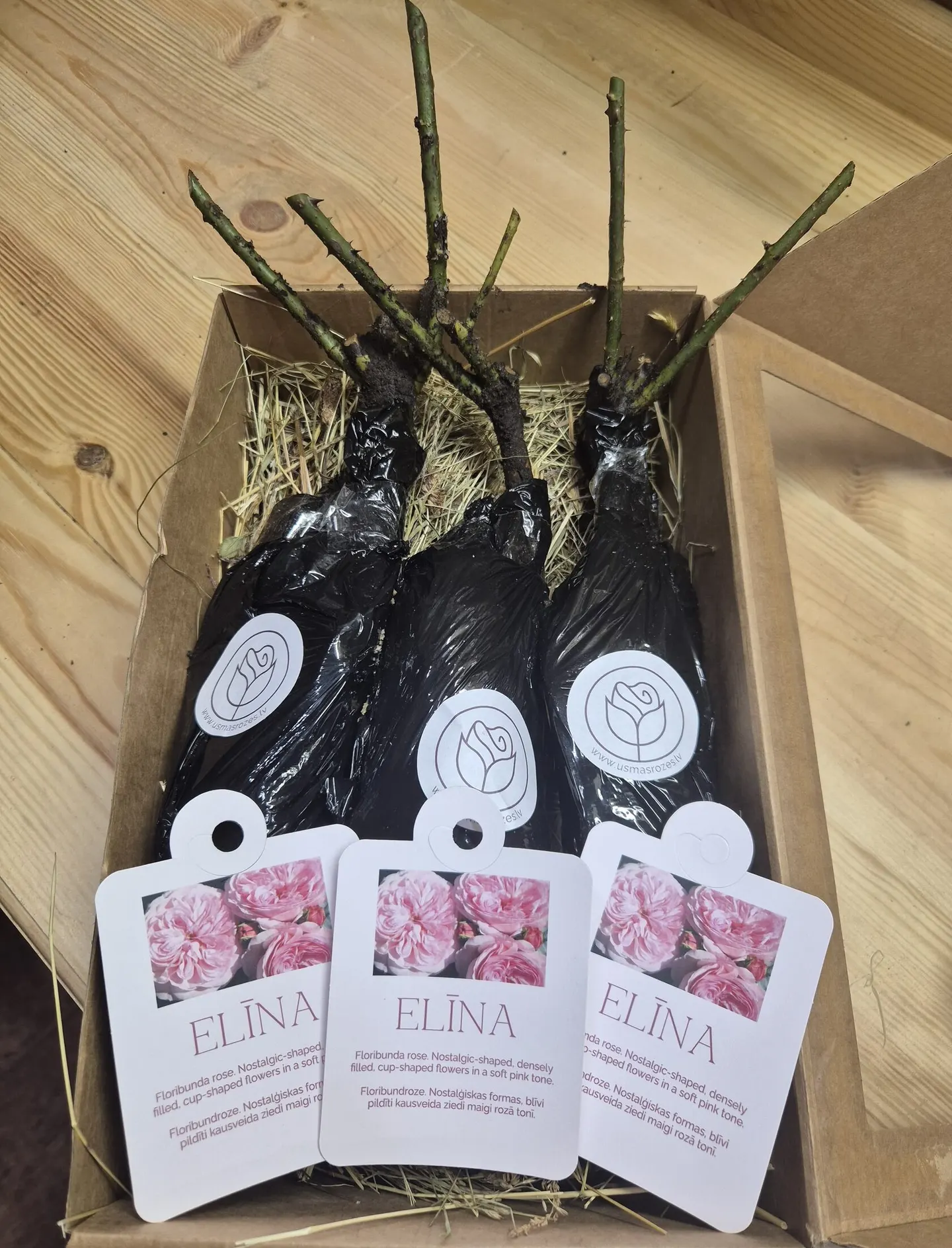 Elīna