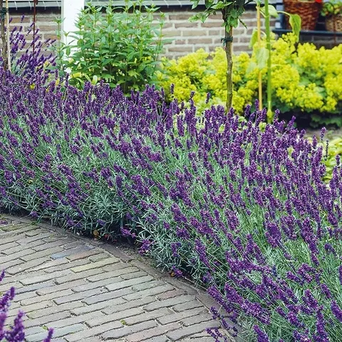 Lavandula angustifolia (Šaurlapu lavanda)