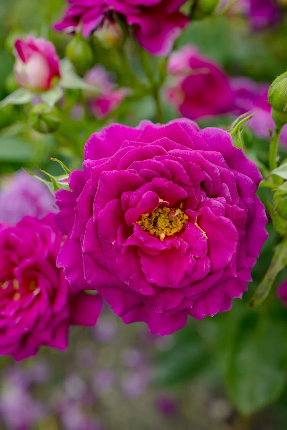 Violeta