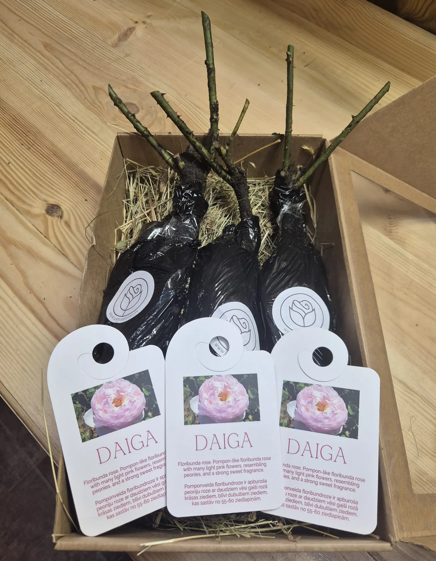 Daiga