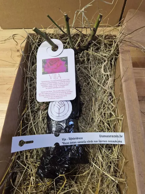 Vija