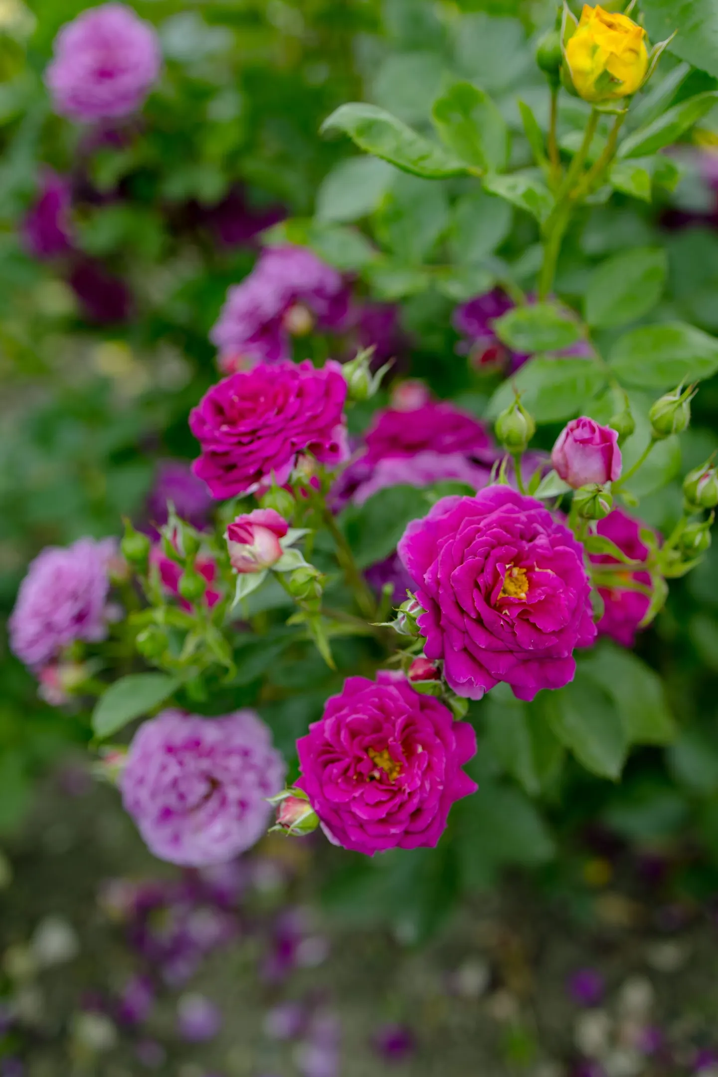 Violeta