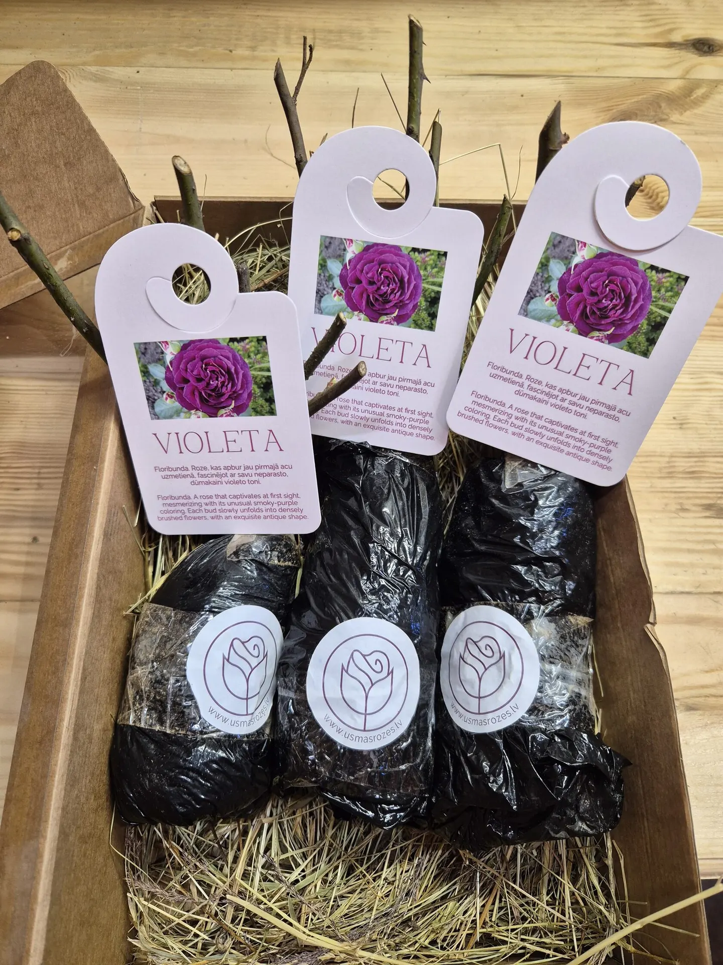 Violeta