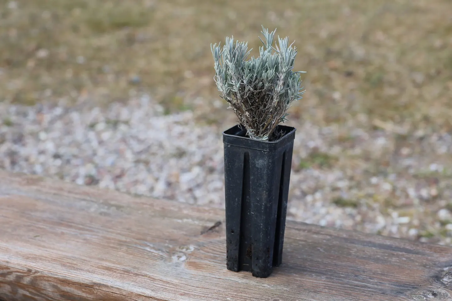 Lavandula angustifolia (Šaurlapu lavanda)