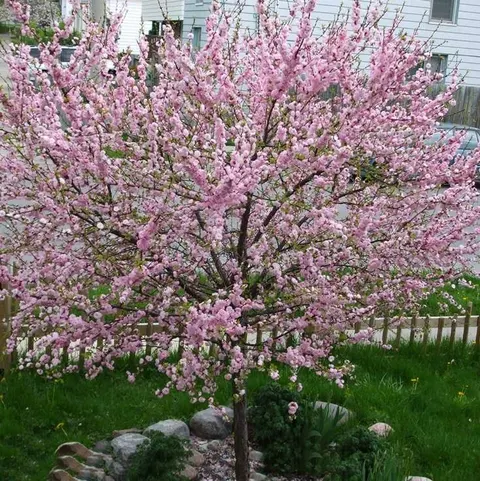 Almond
