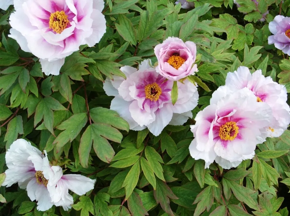 Tree Peony (Kokveida peonija-krāsu klāsts)