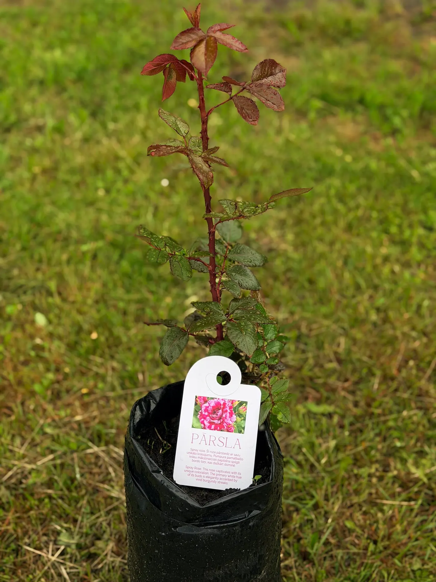 Pārsla