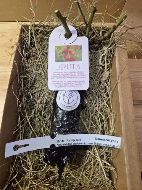 Biruta