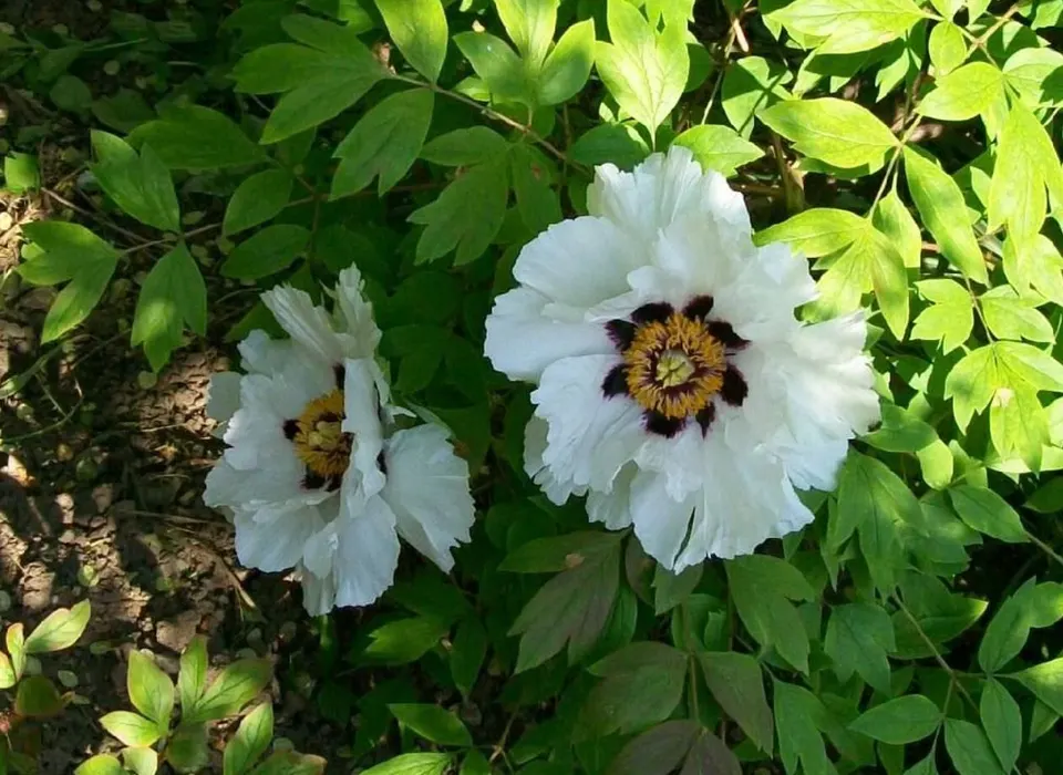 Tree Peony (Kokveida peonija-krāsu klāsts)