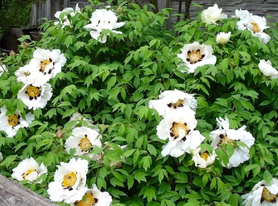 Tree Peony (Kokveida peonija-krāsu klāsts)