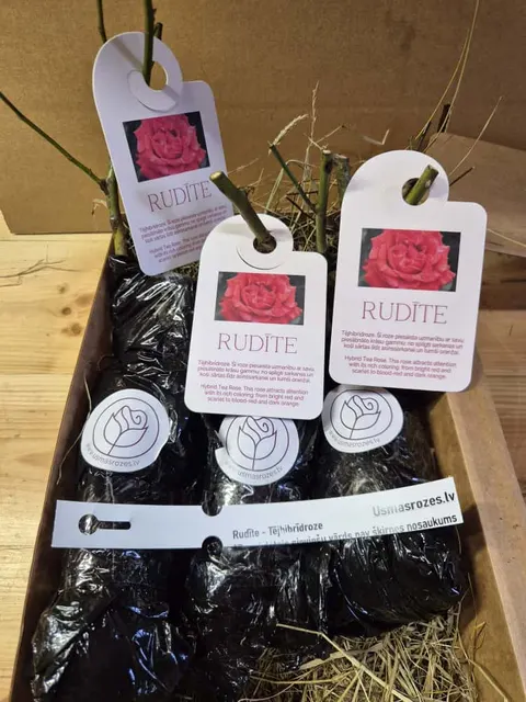 Rudīte