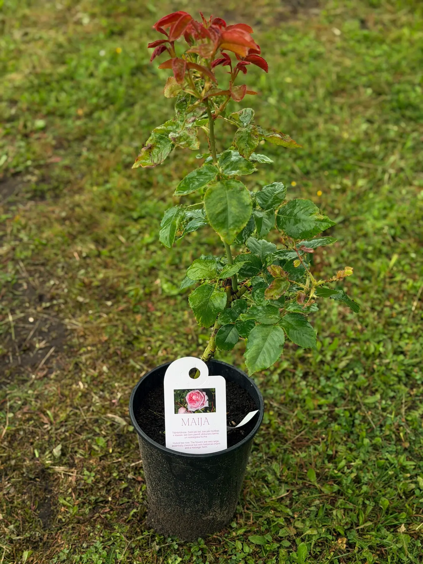 Maija
