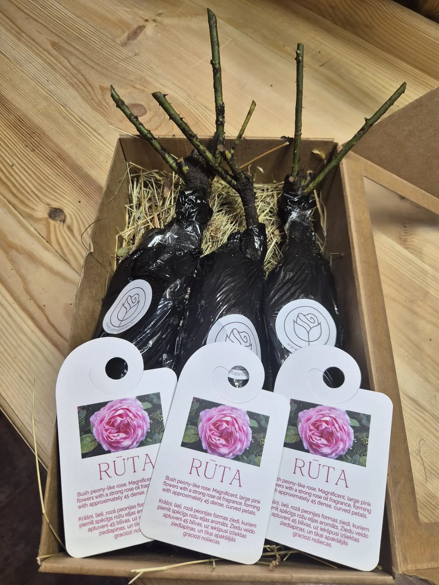 Rƫta