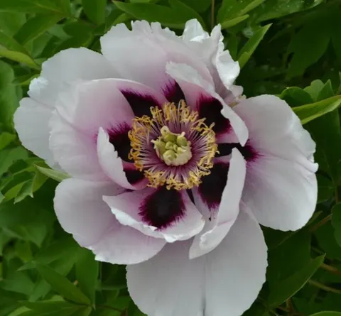 Tree Peony (Kokveida peonija-krāsu klāsts)