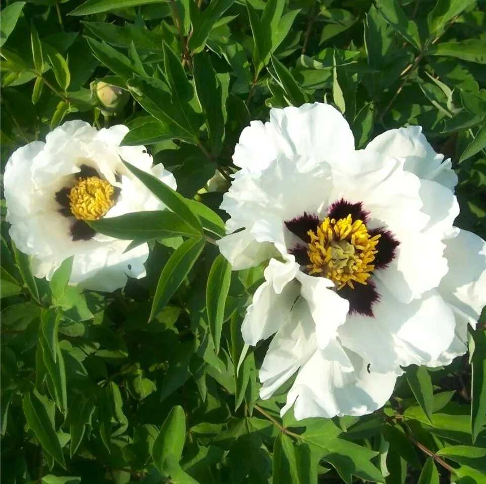 Tree Peony (Kokveida peonija-krāsu klāsts)