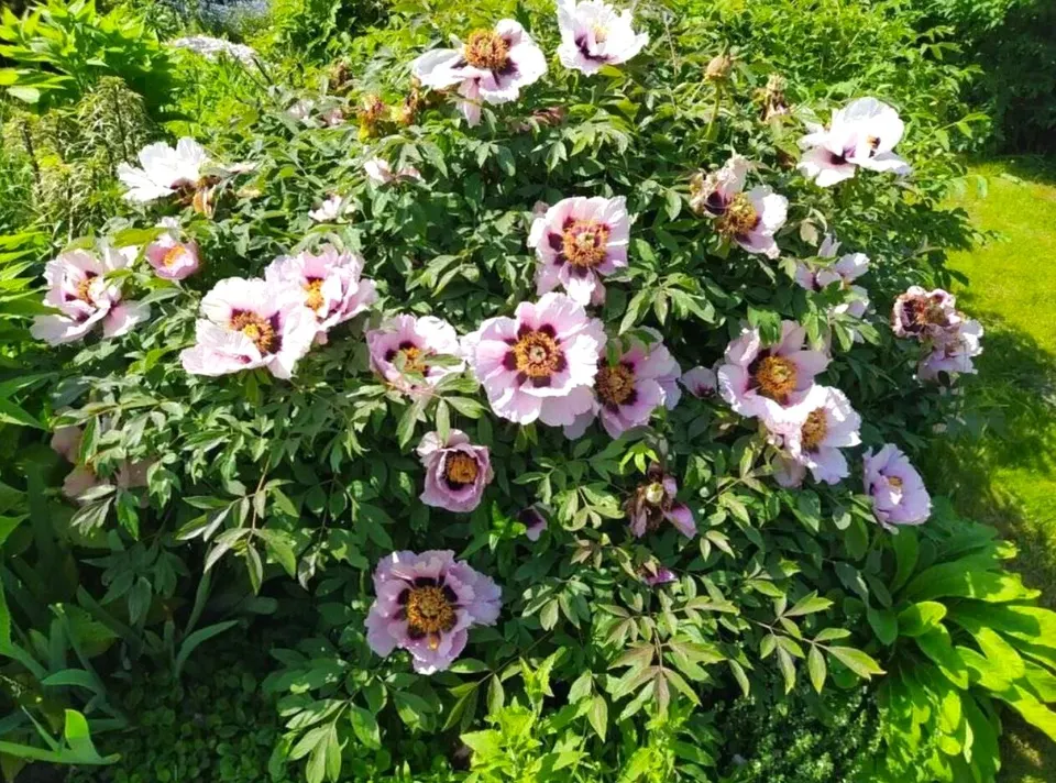 Tree Peony (Kokveida peonija-krāsu klāsts)