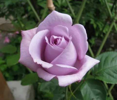 Linda