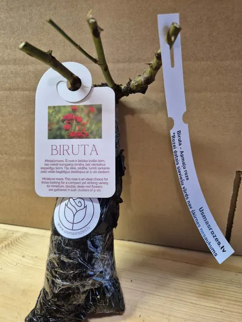 Biruta