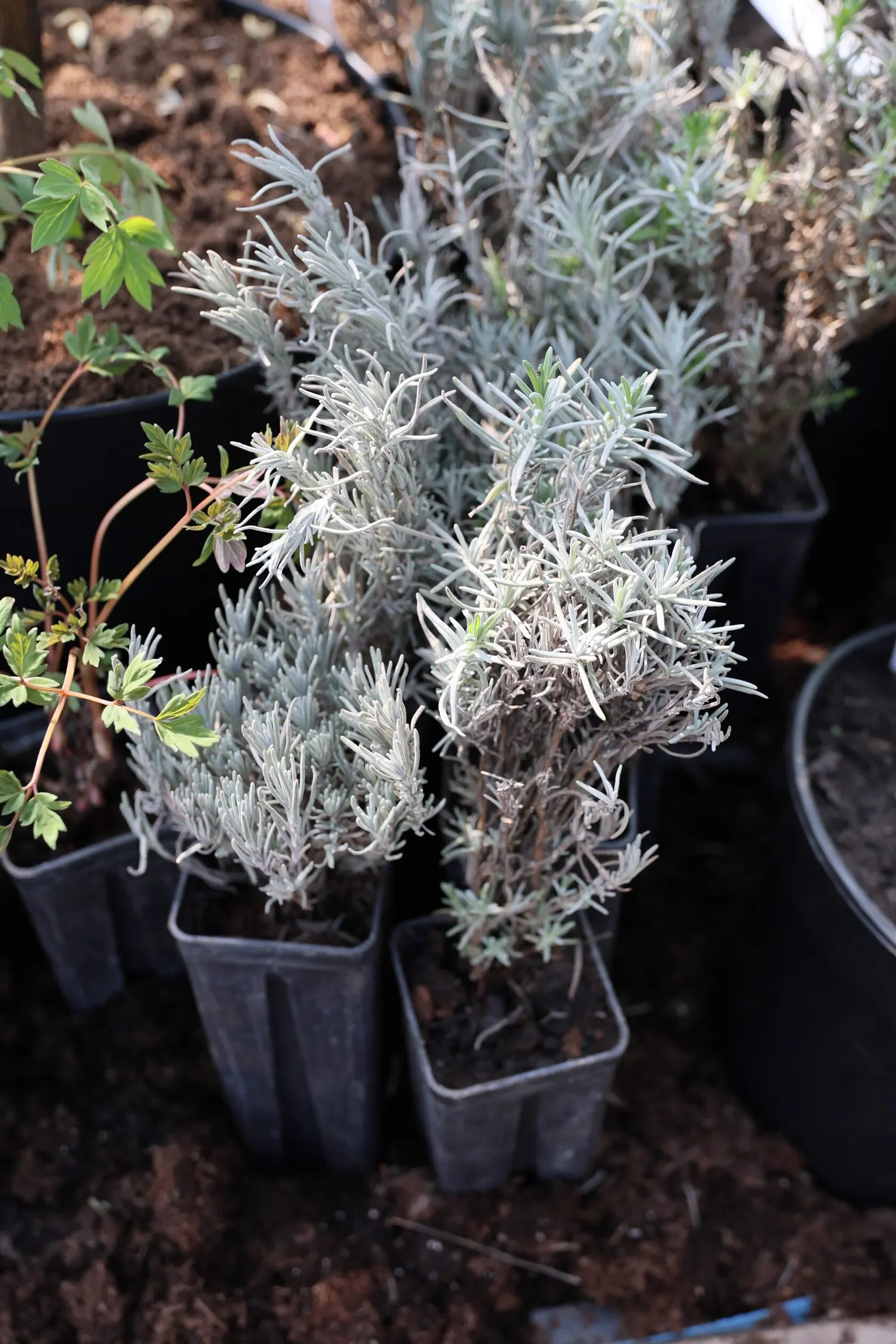 Lavandula angustifolia (Šaurlapu lavanda)