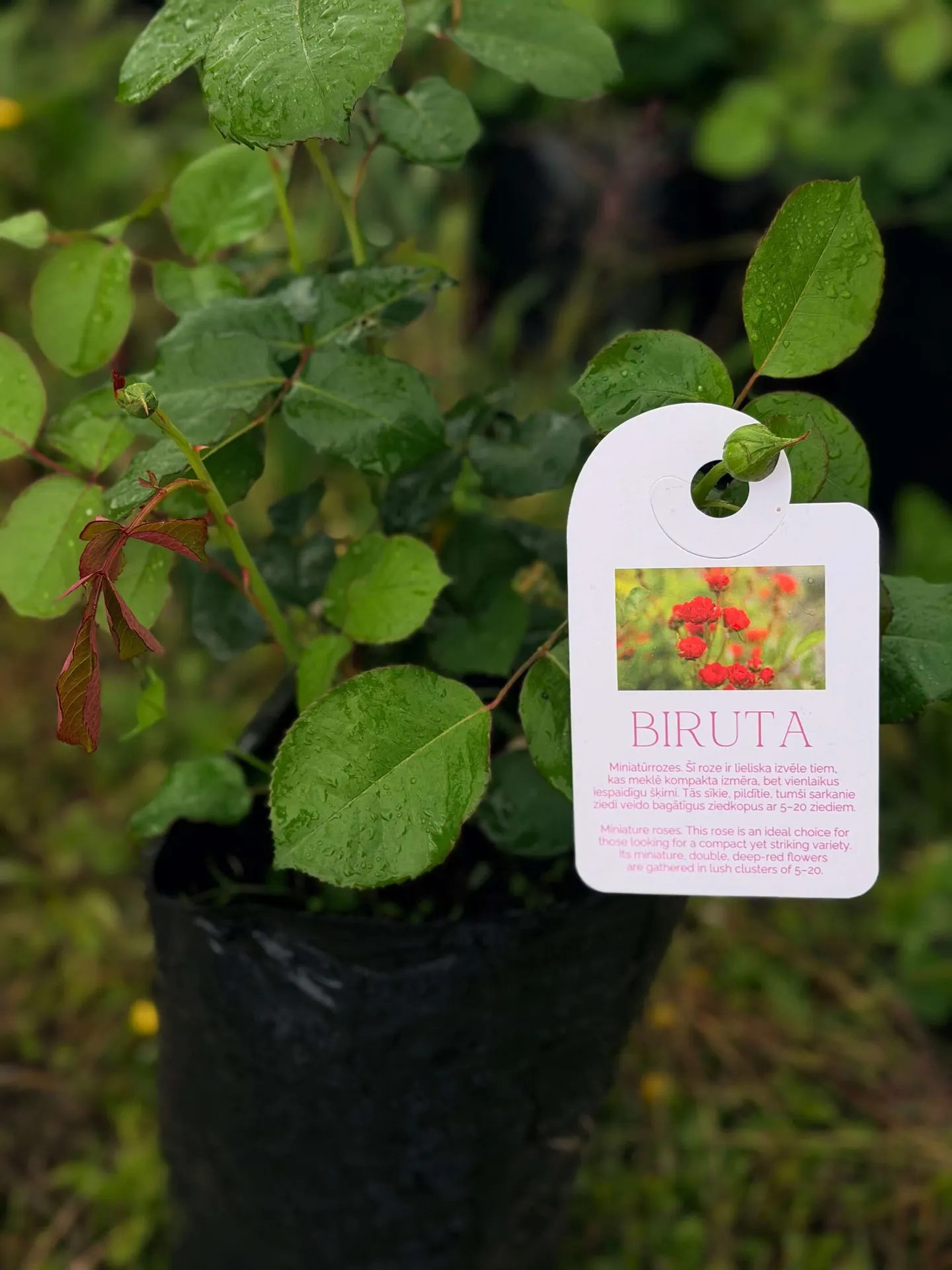 Biruta