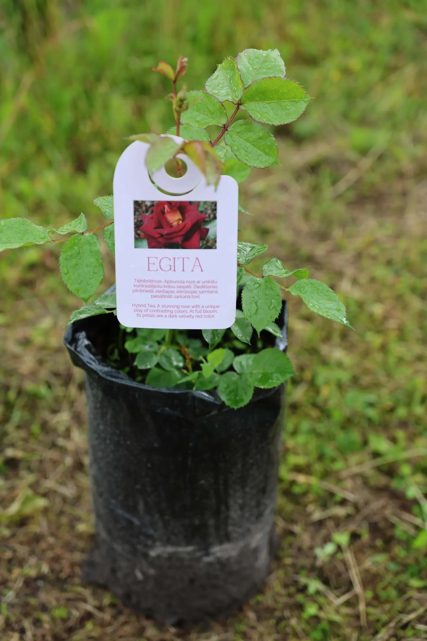 Egita