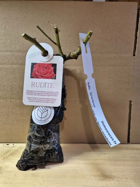 Rudīte