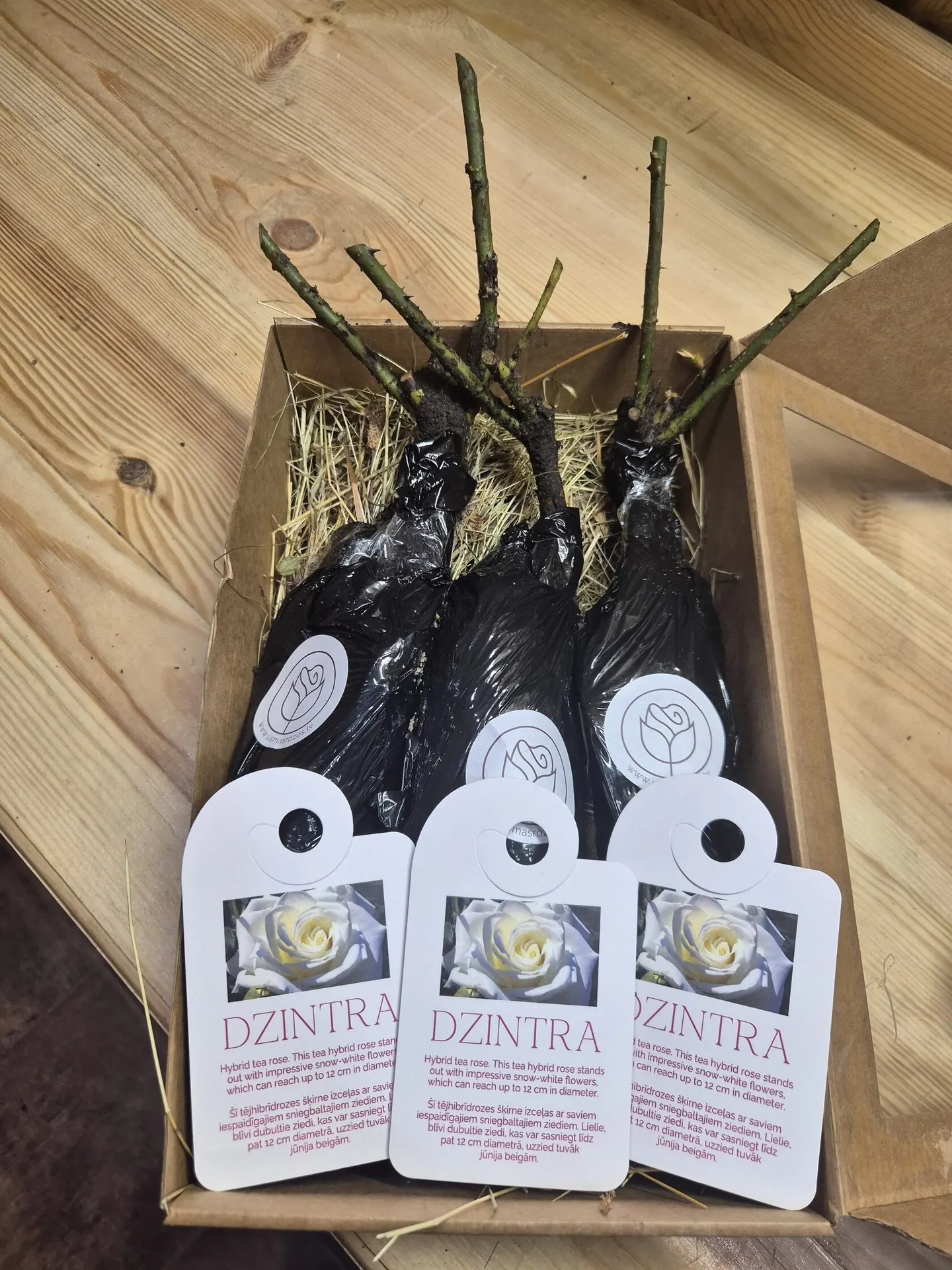 Dzintra