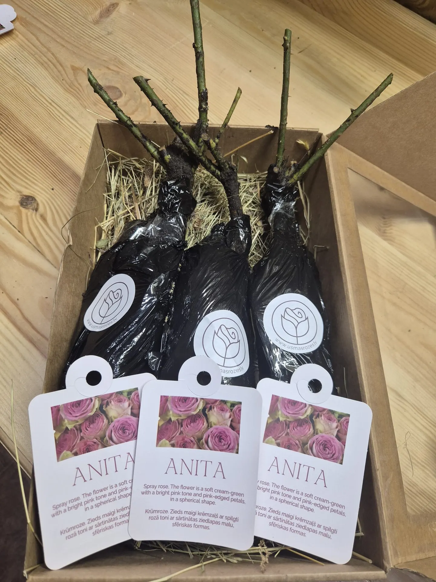 Anita