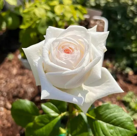 Lilija